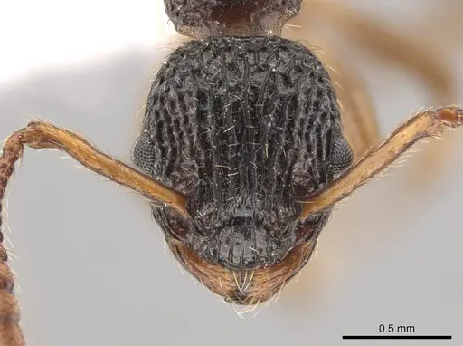 Myrmica punctiventris specimen CASENT0648392 image casent0648392_2