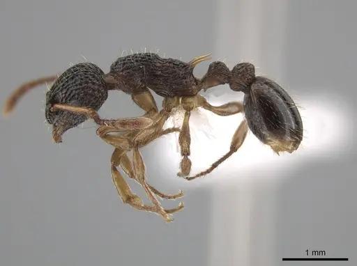 Myrmica punctiventris specimen CASENT0648392 image casent0648392_3