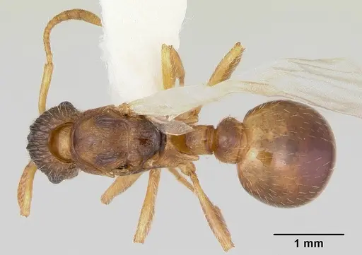 Myrmica quebecensis specimen CASENT0103458 image casent0103458_1