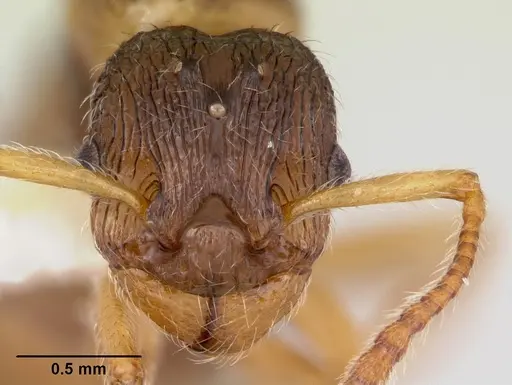 Myrmica quebecensis specimen CASENT0103458 image casent0103458_2