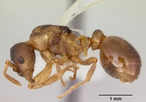 Myrmica quebecensis specimen CASENT0103458 image casent0103458_3