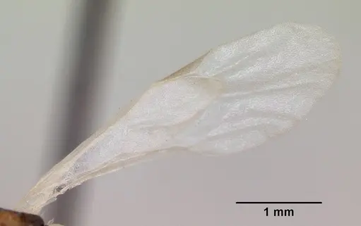 Myrmica quebecensis specimen CASENT0103458 image casent0103458_4
