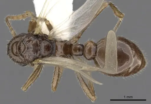 Myrmica quebecensis specimen CASENT0900343 image casent0900343_1