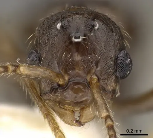 Myrmica quebecensis specimen CASENT0900343 image casent0900343_2