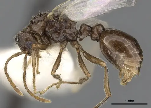 Myrmica quebecensis specimen CASENT0900343 image casent0900343_3