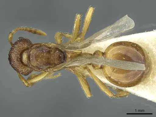 Myrmica quebecensis specimen CASENT0913075 image casent0913075_1