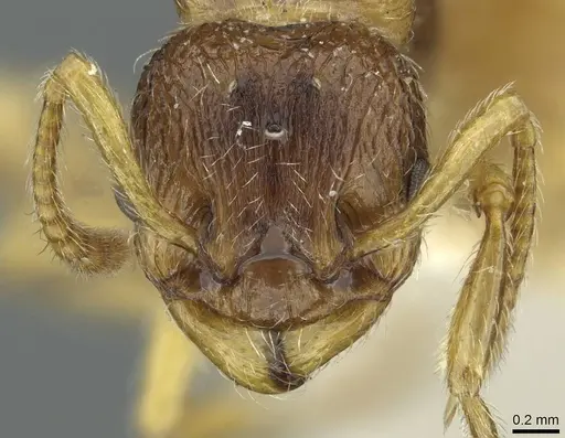 Myrmica quebecensis specimen CASENT0913075 image casent0913075_2