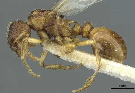 Myrmica quebecensis specimen CASENT0913075 image casent0913075_3