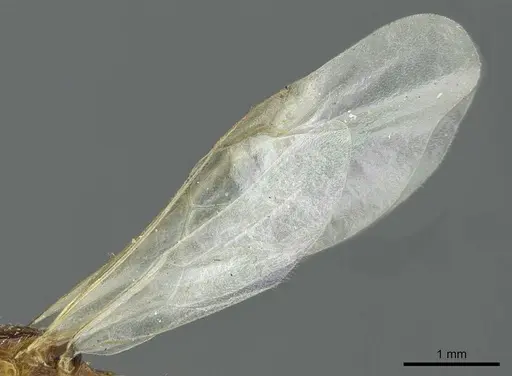 Myrmica quebecensis specimen CASENT0913075 image casent0913075_4