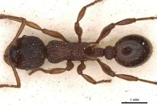 Myrmica ravasinii specimen CASENT0900282 image casent0900282_1