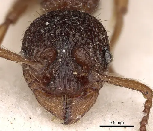 Myrmica ravasinii specimen CASENT0900282 image casent0900282_2