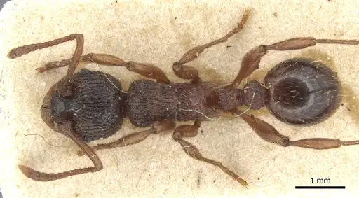 Myrmica ravasinii specimen CASENT0904085 image casent0904085_1