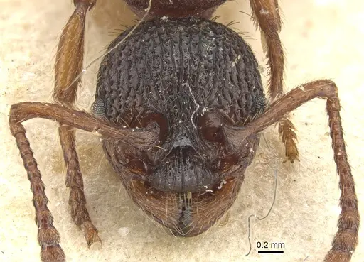 Myrmica ravasinii specimen CASENT0904085 image casent0904085_2