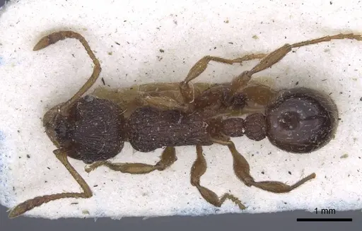 Myrmica ravasinii specimen CASENT0916901 image casent0916901_1