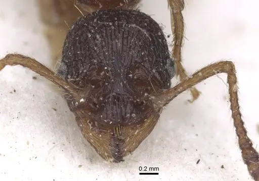 Myrmica ravasinii specimen CASENT0916901 image casent0916901_2