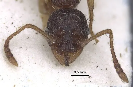 Myrmica ravasinii specimen CASENT0916901 image casent0916901_3