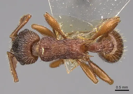 Myrmica ravasinii specimen CASENT0922801 image casent0922801_1