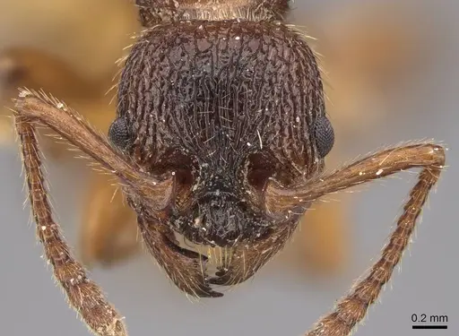 Myrmica ravasinii specimen CASENT0922801 image casent0922801_2