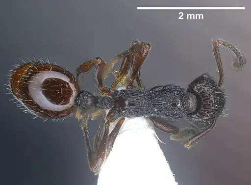 Myrmica rhytida specimen ANTWEB1041283 image antweb1041283_1