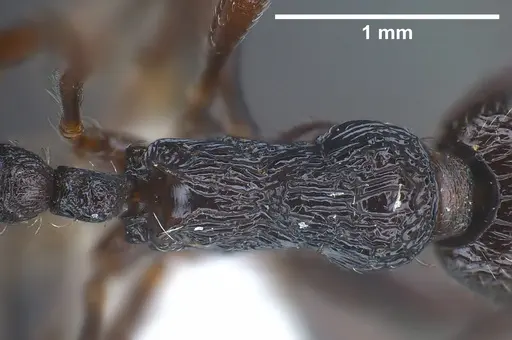 Myrmica rhytida specimen ANTWEB1041283 image antweb1041283_2