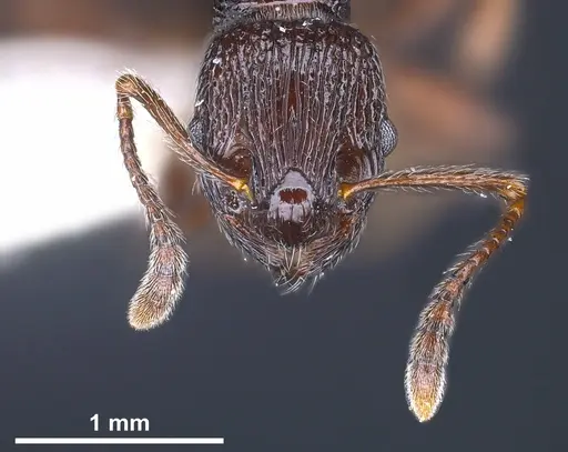 Myrmica rhytida specimen ANTWEB1041283 image antweb1041283_3