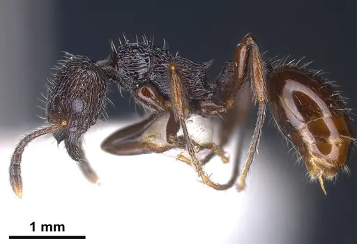 Myrmica rhytida specimen ANTWEB1041283 image antweb1041283_4