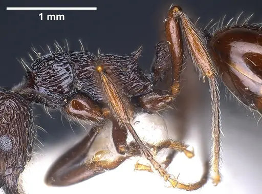 Myrmica rhytida specimen ANTWEB1041283 image antweb1041283_5