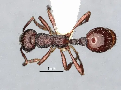 Myrmica rhytida specimen CASENT0884253 image casent0884253_1