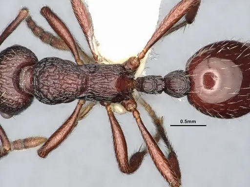 Myrmica rhytida specimen CASENT0884253 image casent0884253_2
