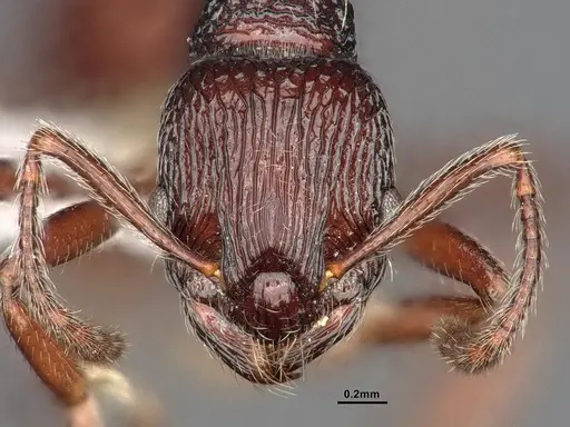Myrmica rhytida specimen CASENT0884253 image casent0884253_3