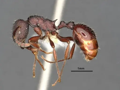 Myrmica rhytida specimen CASENT0884253 image casent0884253_4