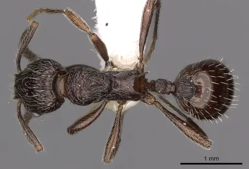 Myrmica rhytida specimen CASENT0900306 image casent0900306_1