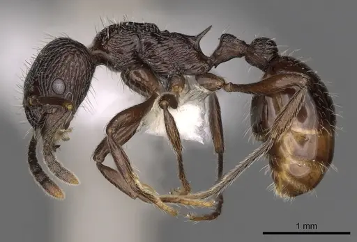 Myrmica rhytida specimen CASENT0900306 image casent0900306_3