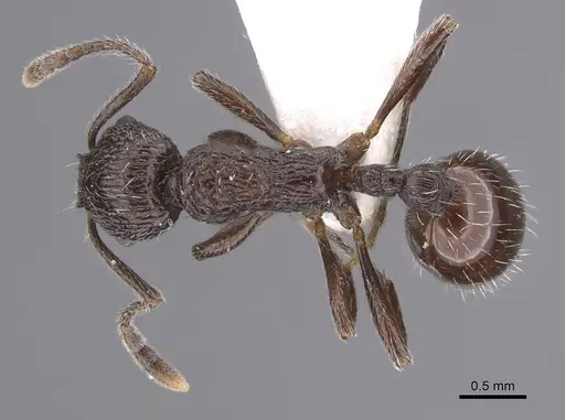 Myrmica rhytida specimen CASENT0915408 image casent0915408_1