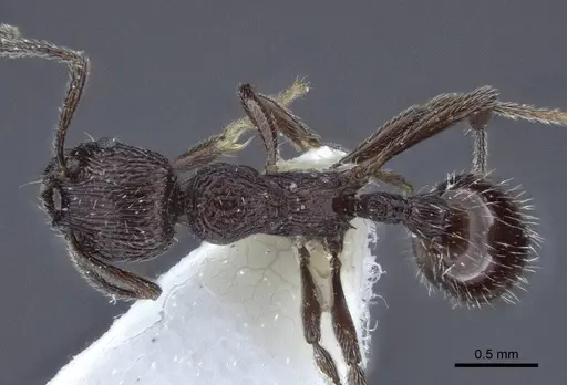 Myrmica rhytida specimen CASENT0916696 image casent0916696_1
