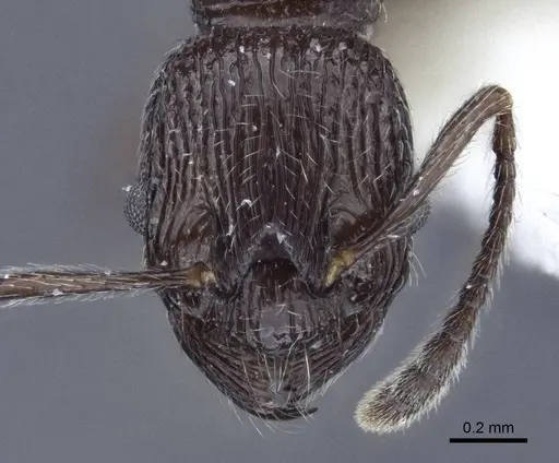 Myrmica rhytida specimen CASENT0916696 image casent0916696_2