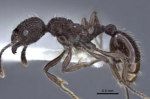 Myrmica rhytida specimen CASENT0916696 image casent0916696_3
