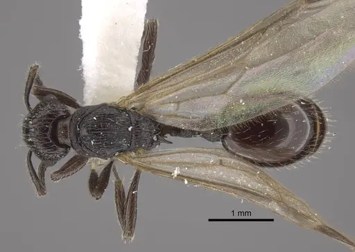 Myrmica rhytida specimen CASENT0917703 image casent0917703_1
