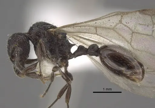 Myrmica rhytida specimen CASENT0917703 image casent0917703_4