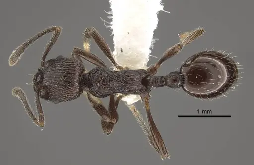 Myrmica rhytida specimen CASENT0917704 image casent0917704_1