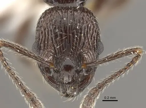 Myrmica rhytida specimen CASENT0917704 image casent0917704_3