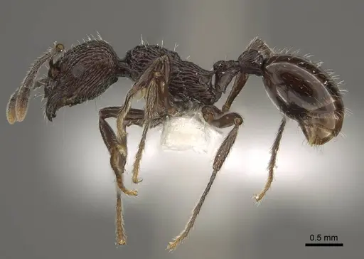 Myrmica rhytida specimen CASENT0917704 image casent0917704_4