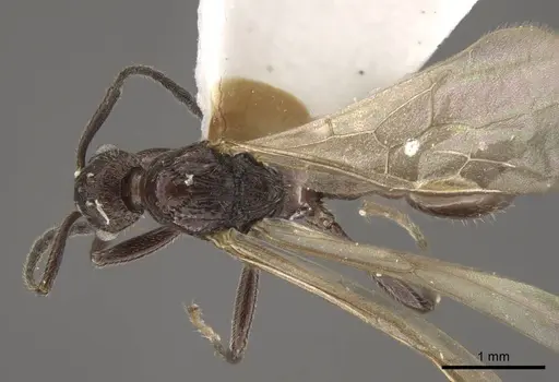 Myrmica rhytida specimen CASENT0917705 image casent0917705_1