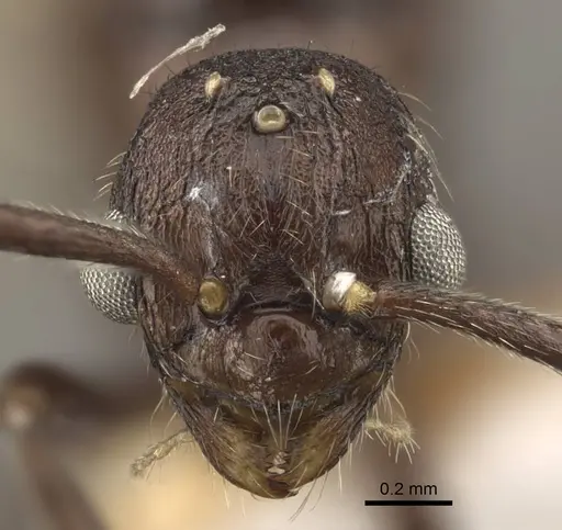 Myrmica rhytida specimen CASENT0917705 image casent0917705_3