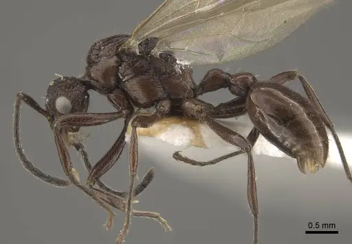 Myrmica rhytida specimen CASENT0917705 image casent0917705_4