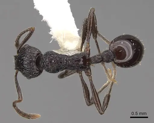 Myrmica rhytida specimen CASENT0922783 image casent0922783_1