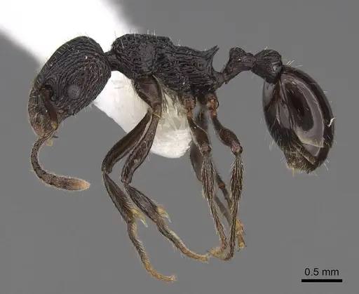 Myrmica rhytida specimen CASENT0922783 image casent0922783_3