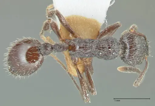 Myrmica rhytida specimen FOCOL1835-1 image focol1835-1_1