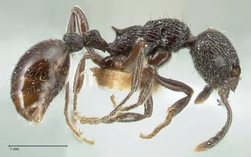 Myrmica rhytida specimen FOCOL1835-1 image focol1835-1_3
