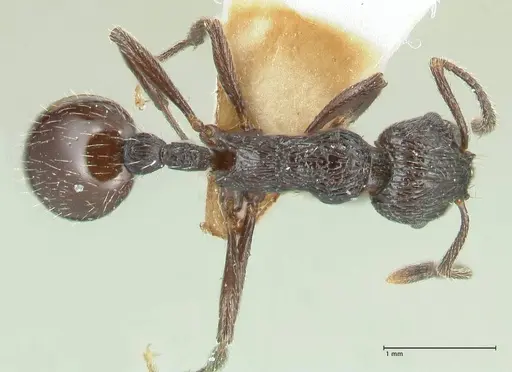Myrmica rhytida specimen FOCOL1835-2 image focol1835-2_1